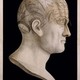 Illustration for article titled Creepy Relics of Phrenology, the Pseudoscience of Reading Head Bumps